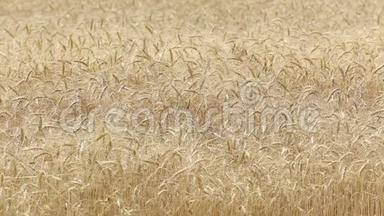 黄穗小麦在风中摇摆，小麦成熟穗的背景场，收获，小麦在田间生长，视频